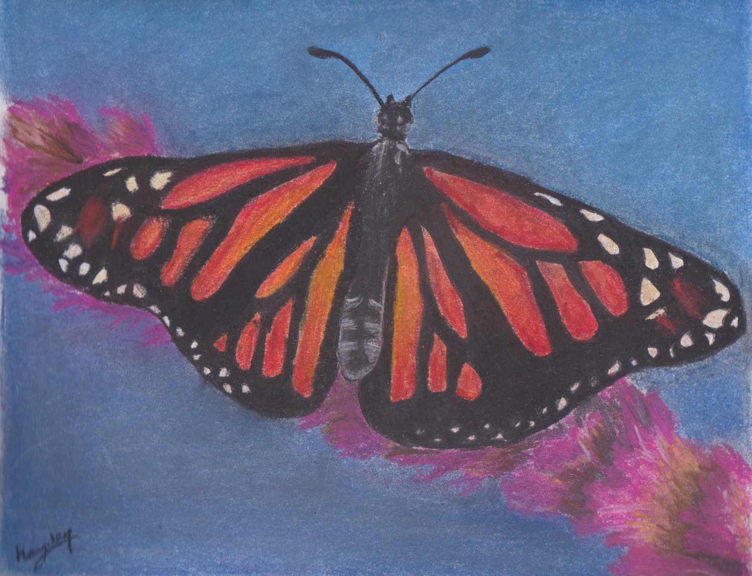 butterfly
